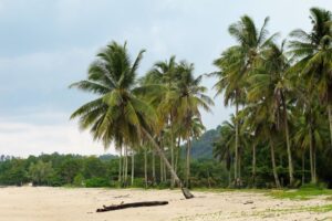 Scenic tropical beach on Bangka Island with towering palm trees and soft sand.