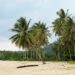 Scenic tropical beach on Bangka Island with towering palm trees and soft sand.